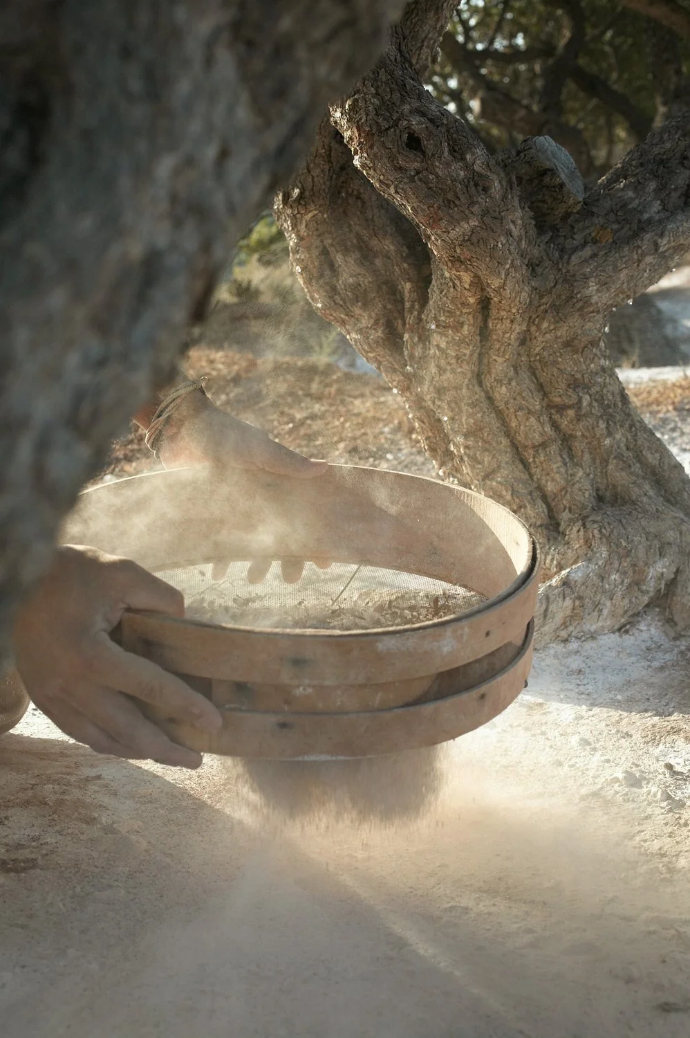 Traditional mastic harvesting process in Chios, Greece – Editorial feature for Gourmet magazine by photographer Stavros Kostakis.