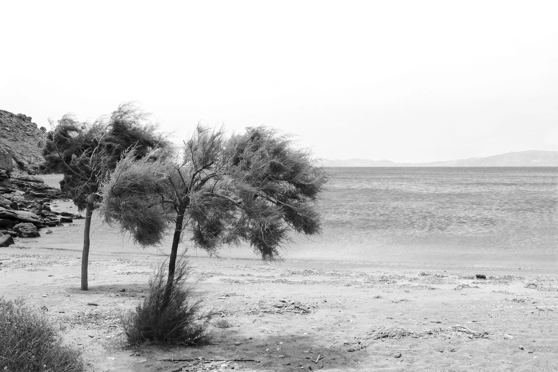 Minimalist black and white landscape photography of saltcedar trees by the Aegean sea at Vourni beach, Tinos; a serene and timeless conclusion to the Bianco Beach House visual narrative, by Stavros Kostakis