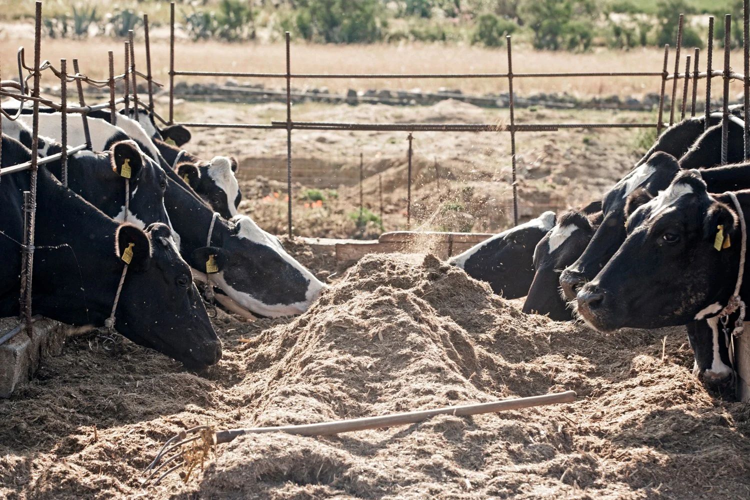 Cows at a dairy farm on Naxos island, essential for the production of authentic Graviera Naxos P.D.O. cheese - Culinary editorial photography by Stavros Kostakis.