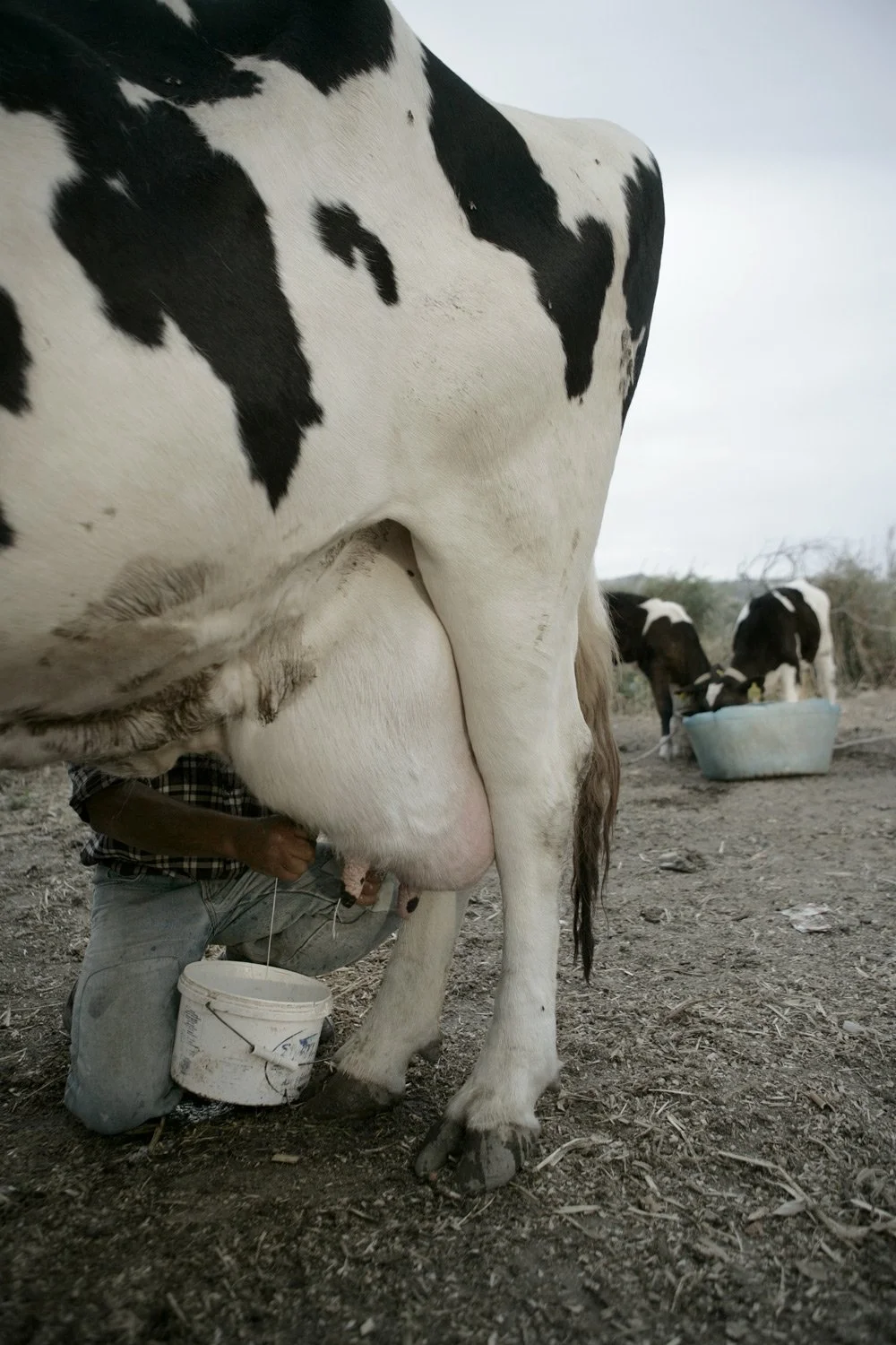 Local dairy producer with traditional milk canisters at a farm in Naxos, Greece - Culinary editorial photography by Stavros Kostakis.