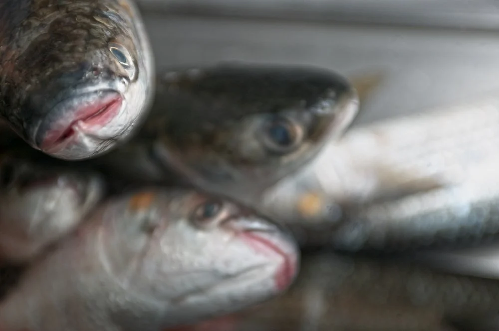 Fresh grey mullet fish close-up, lagoon harvest authenticity, raw seafood documentary photography by Stavros Kostakis Photography.