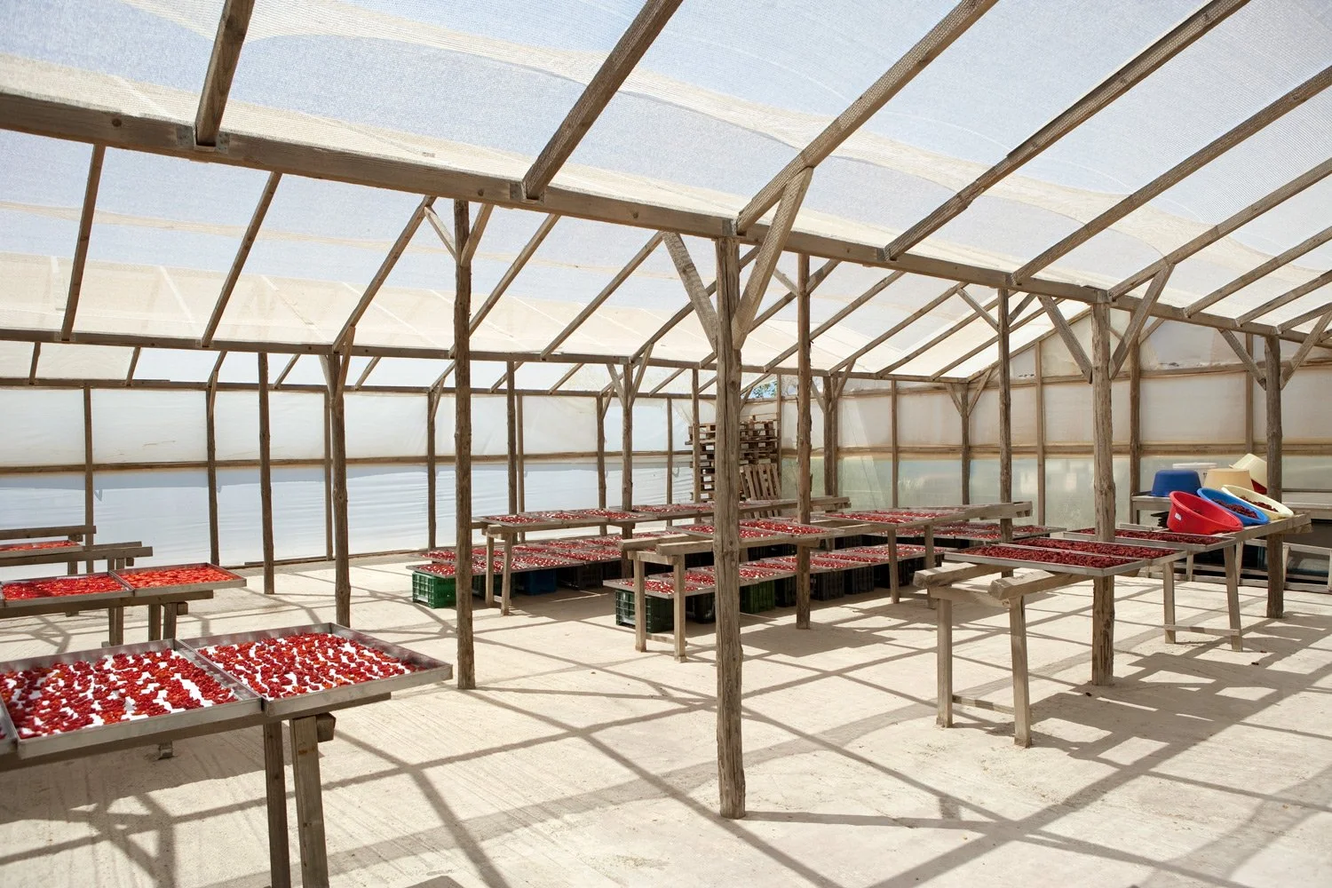 Traditional sun-drying process of Santorini tomatoes under a shade structure, documenting the artisanal production of local agricultural products for Gourmet magazine.