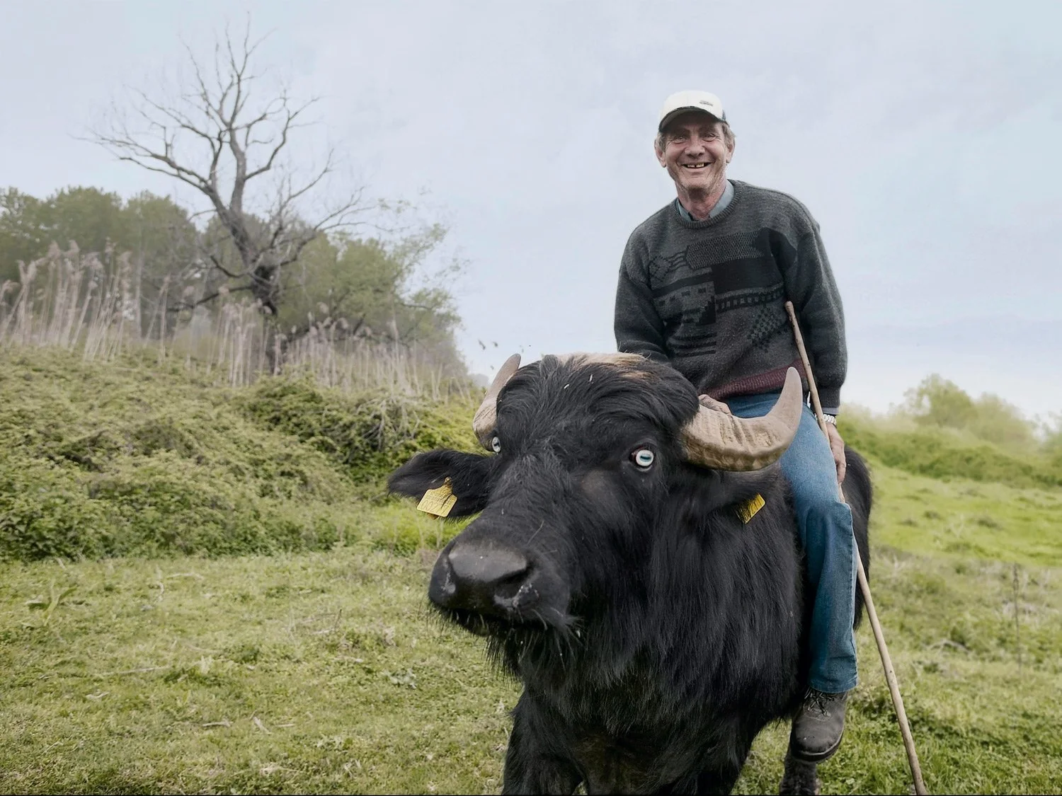 Local buffalo breeder riding a buffalo at Lake Kerkini, representing the origins of authentic Greek buffalo products for a culinary photography project.