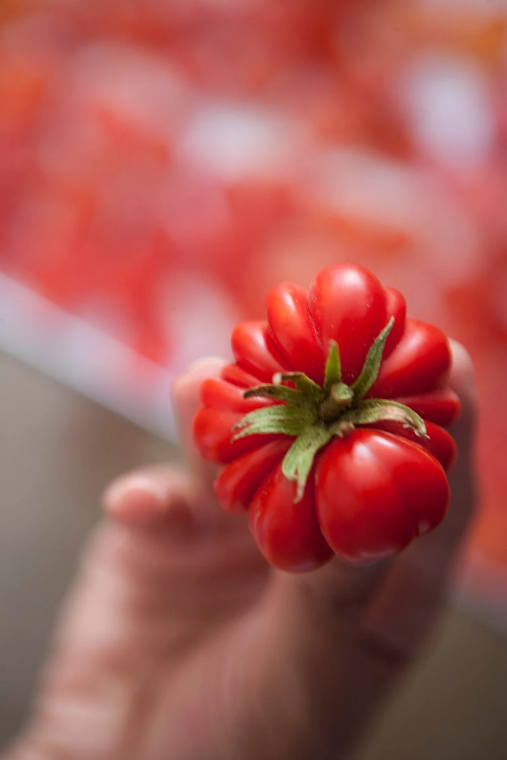 Macro photography of a fresh organic heirloom tomato held by hand, culinary art by Stavros Kostakis