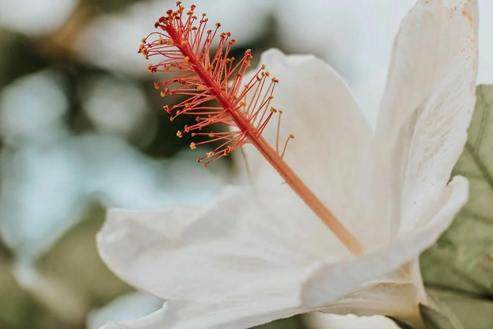 hawaiian flower