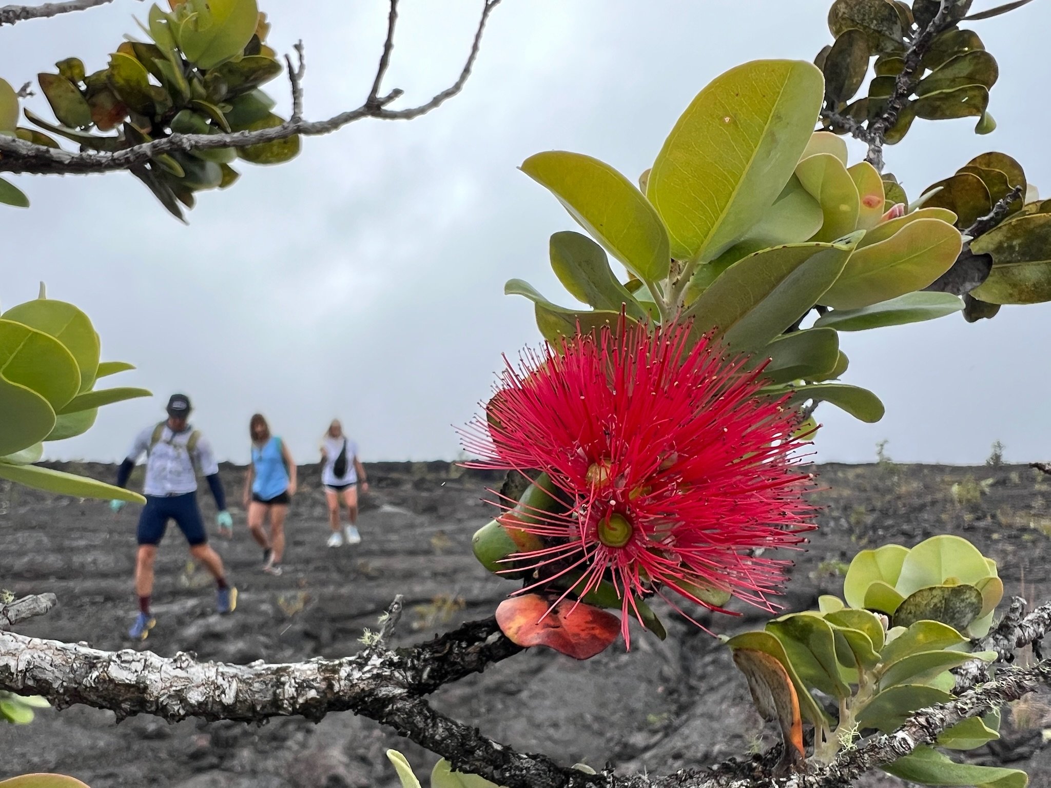 hawaii-volcanos-bike-tour-21.jpeg