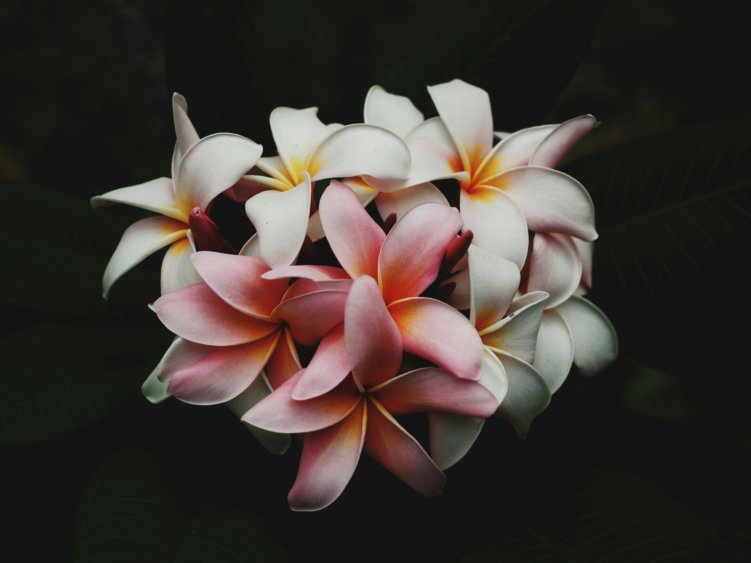 Close-up of a cluster of pink and white plumeria flowers against a dark background.