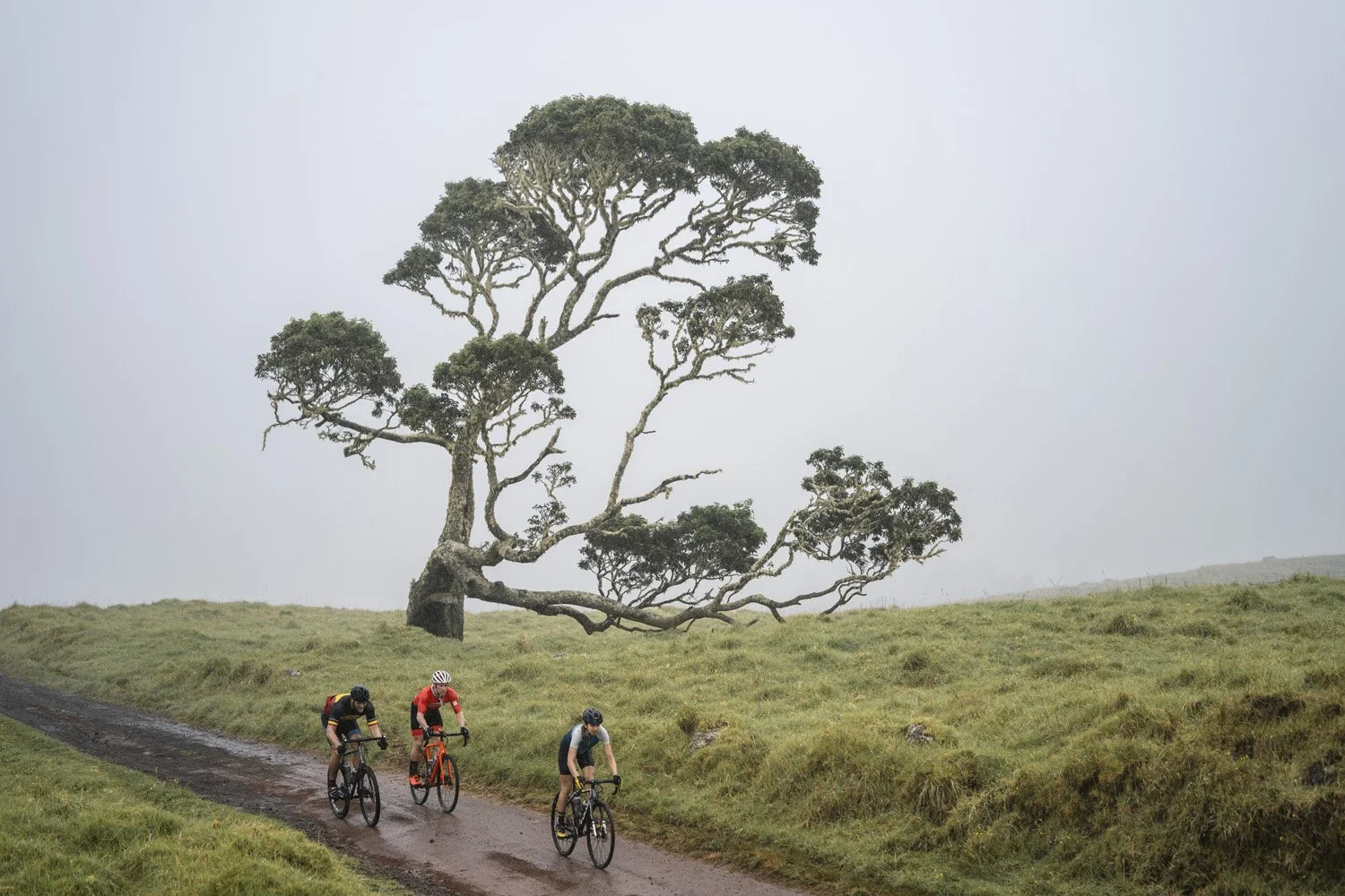 Three cyclists ride on a muddy trail through a grassy landscape with a large, uniquely shaped tree in the background under a gray sky.
