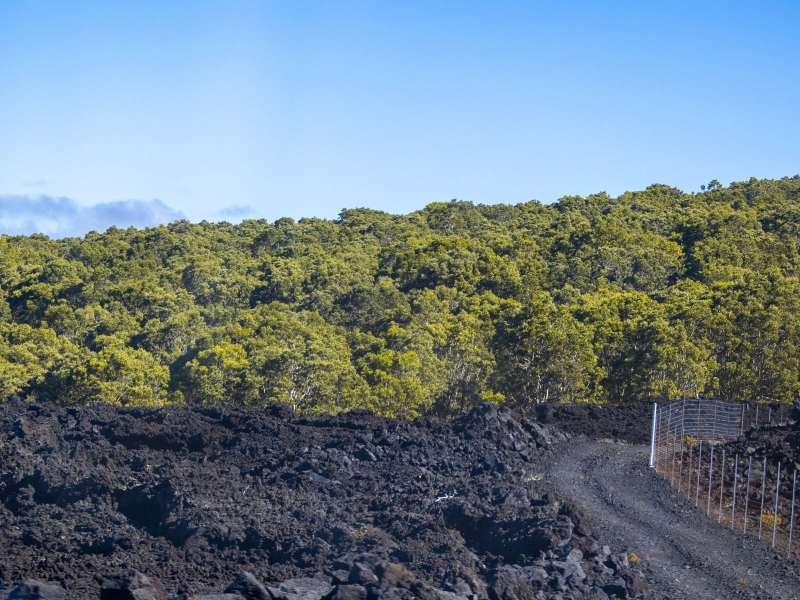 Lush green forest on a hillside against a blue sky, with dark rocky terrain in the foreground and a metal fence along a dirt path.