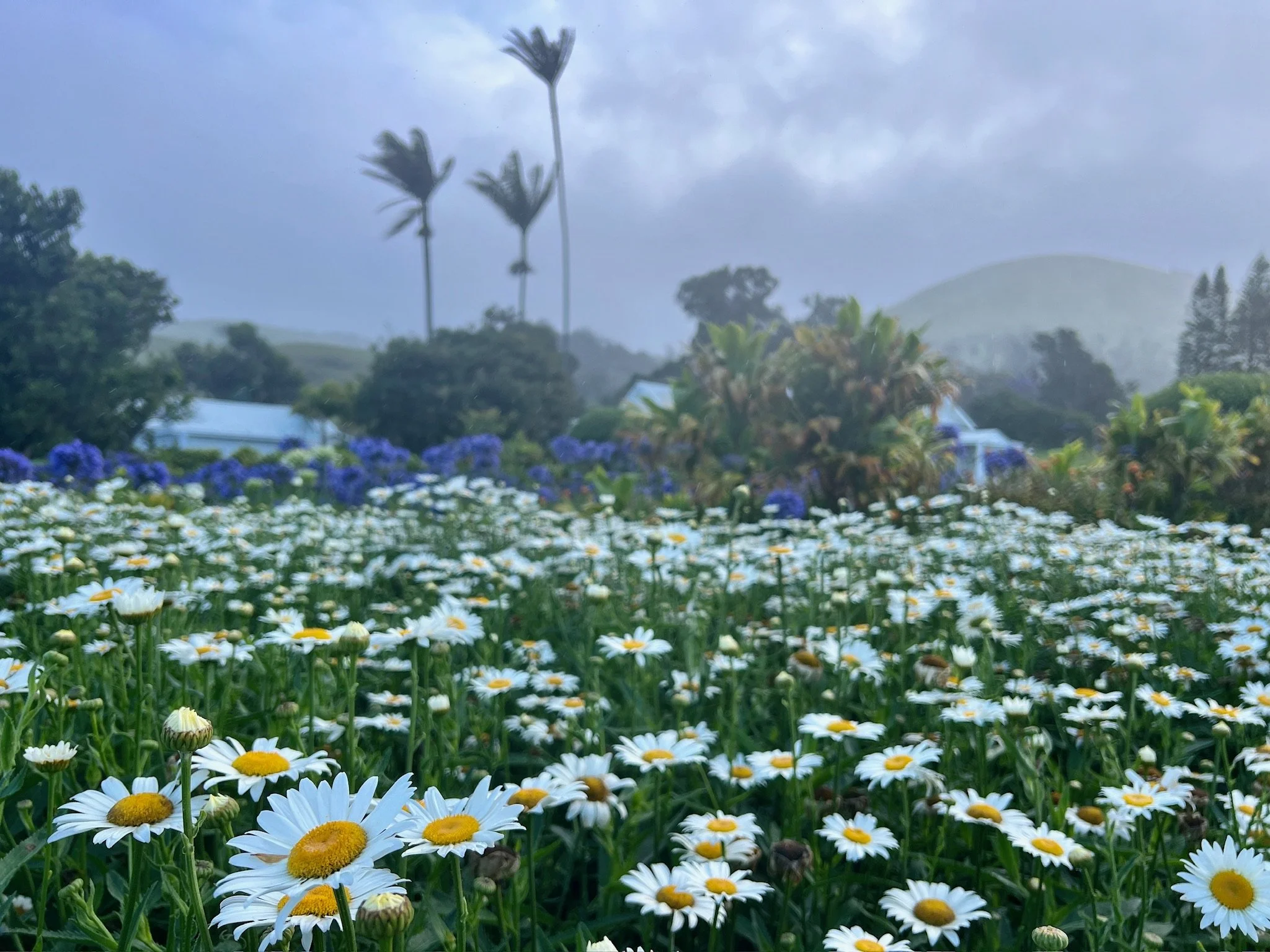 A field of white daisies with yellow centers, some in bloom and others budding, stretching across the foreground with lush greenery. In the background, tall trees and hills are visible amid a cloudy sky, giving an overall serene and natural landscape scene.