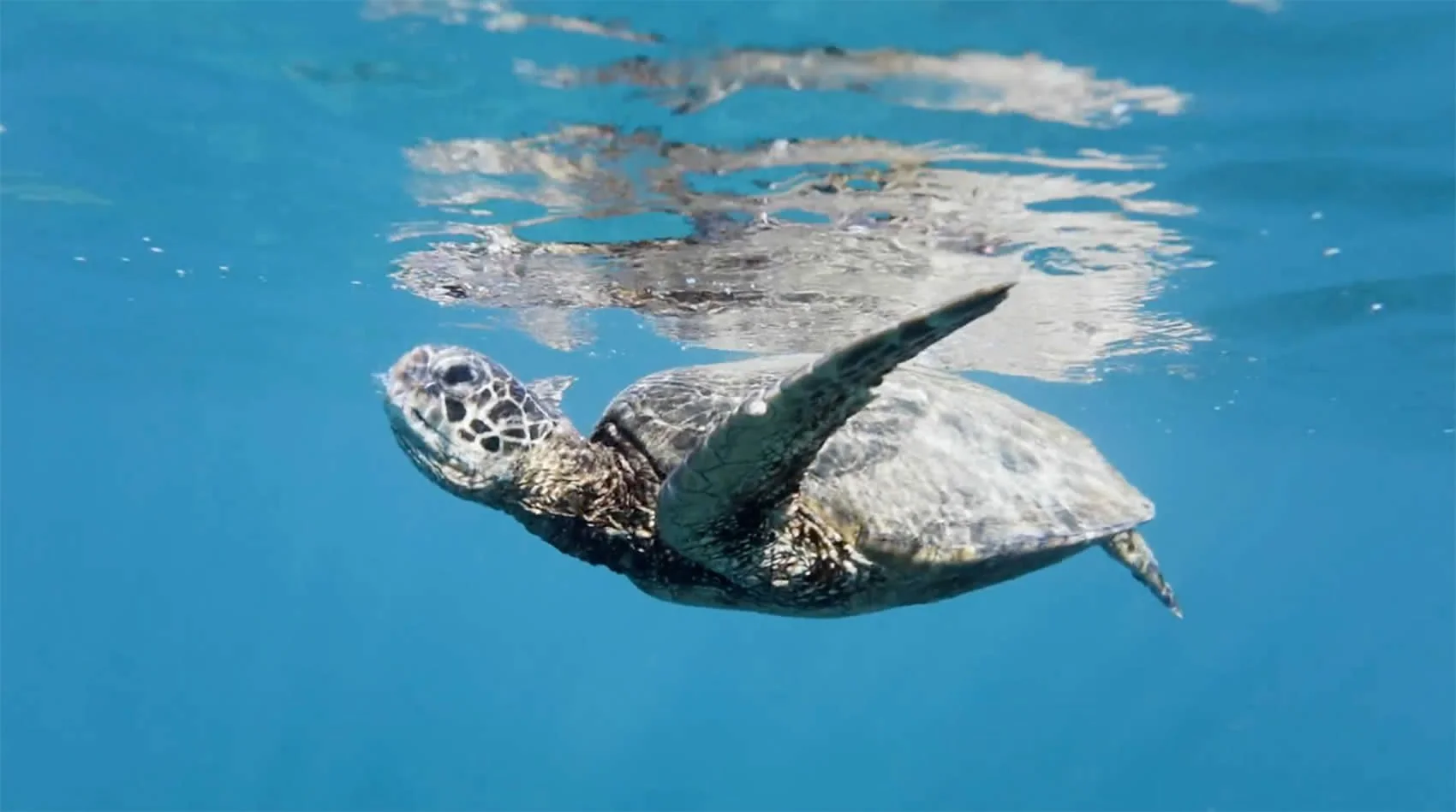 A sea turtle swimming underwater in clear blue water.