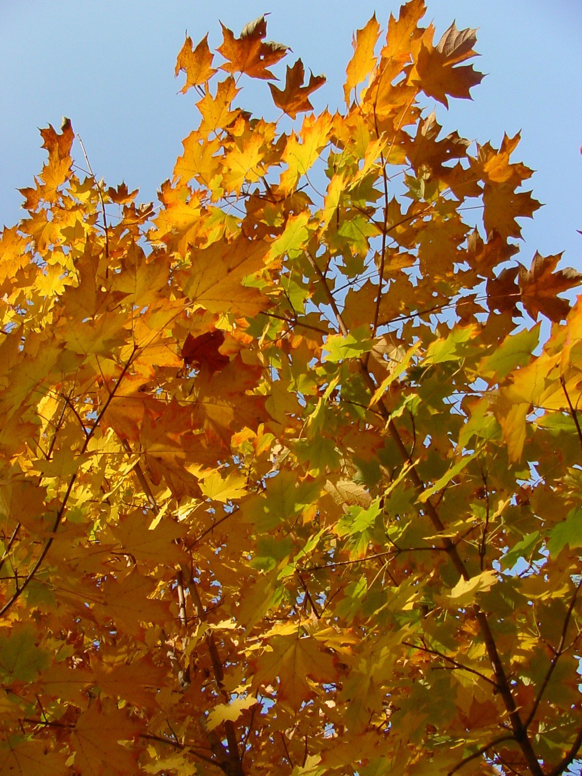Autumn leaves on tree branches against a clear blue sky.