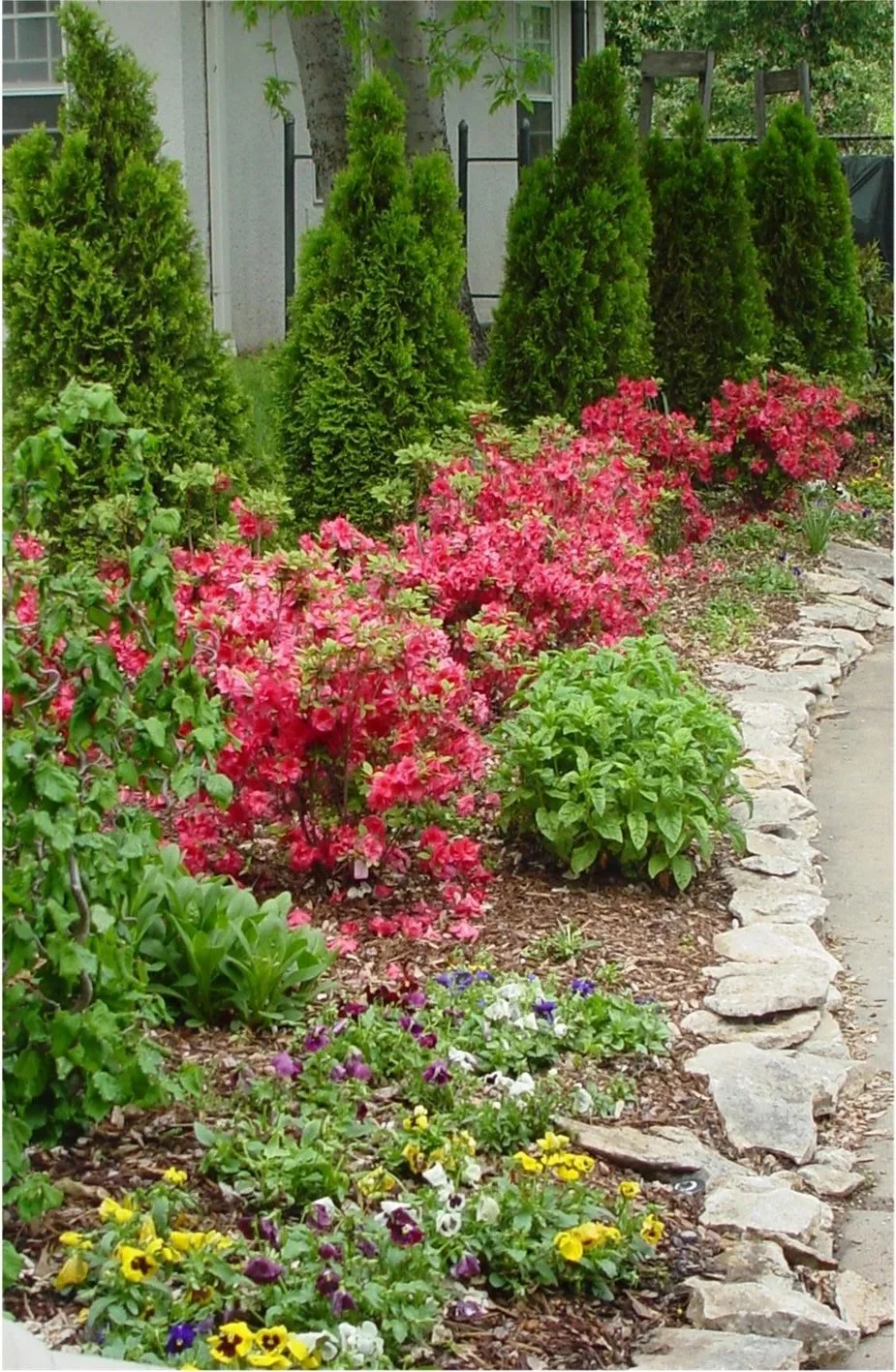 Clark+azaleas+along+drive.jpg