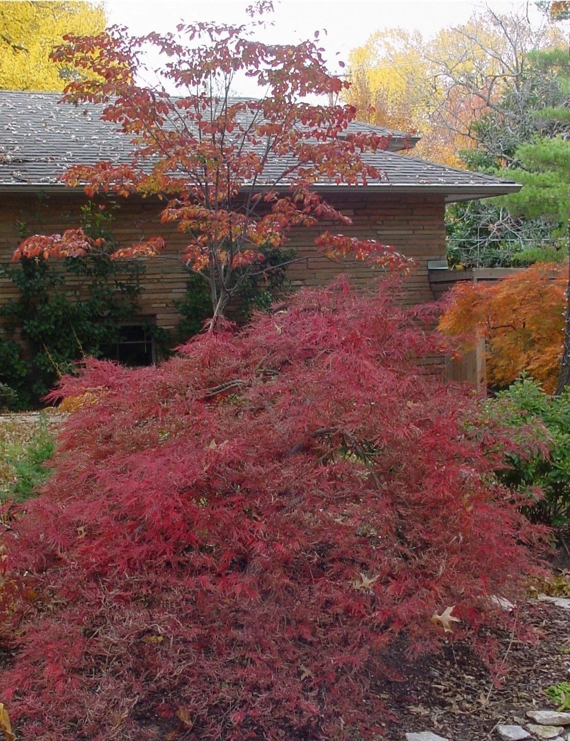 Tree Planting Tulsa OK – Shade & Ornamental Tree Installation
