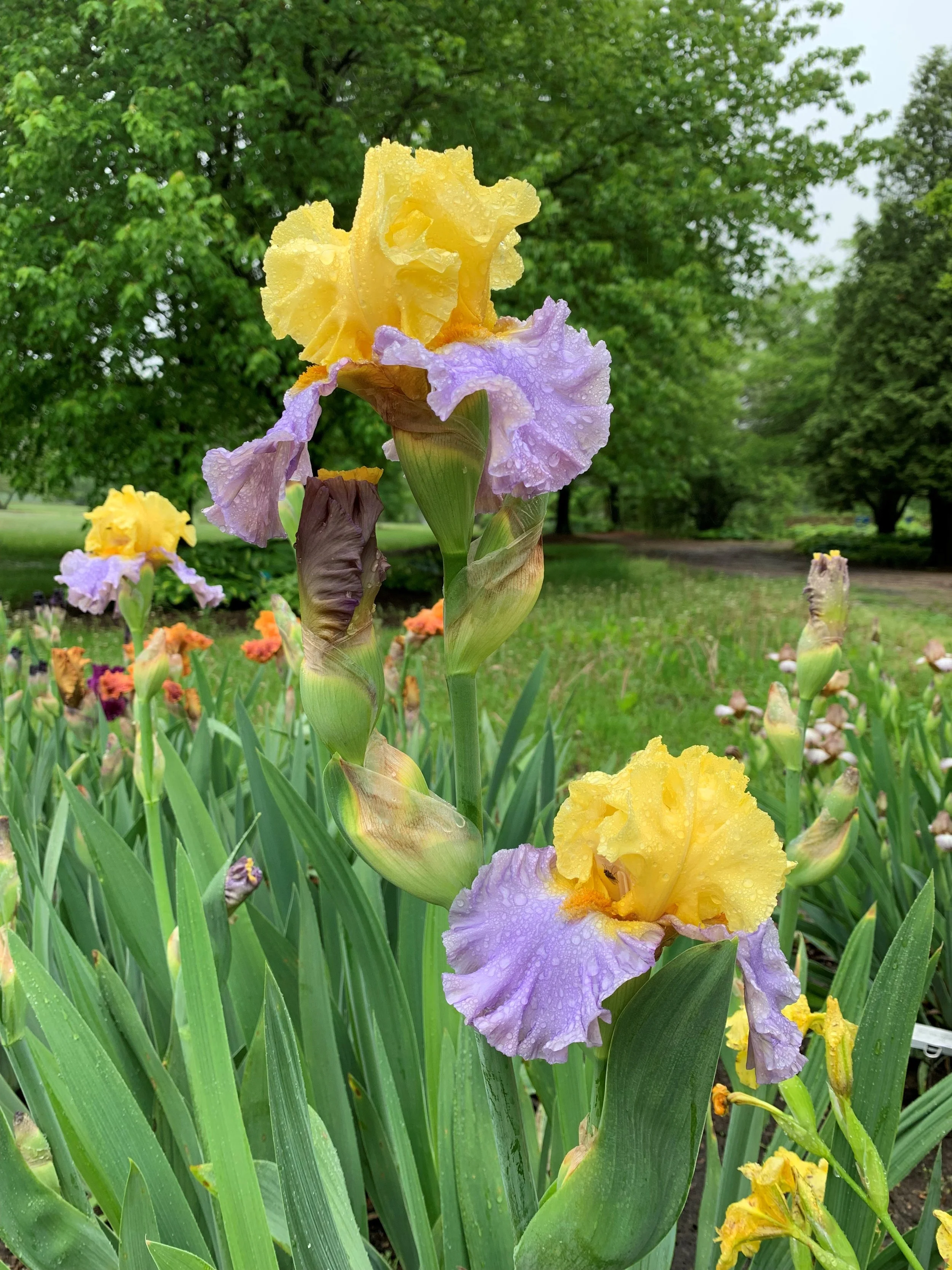 The Gift That Keeps on Giving: Growing &amp; Dividing Iris in Tulsa