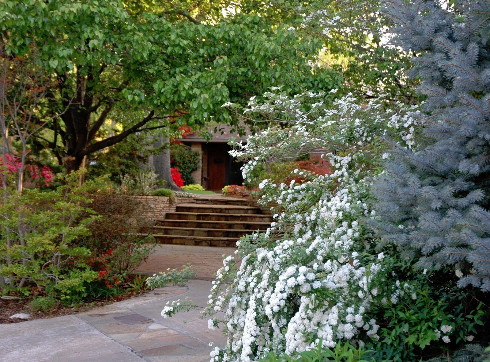 Evergreen and Perennial Plant Recipe for Tulsa Gardens
