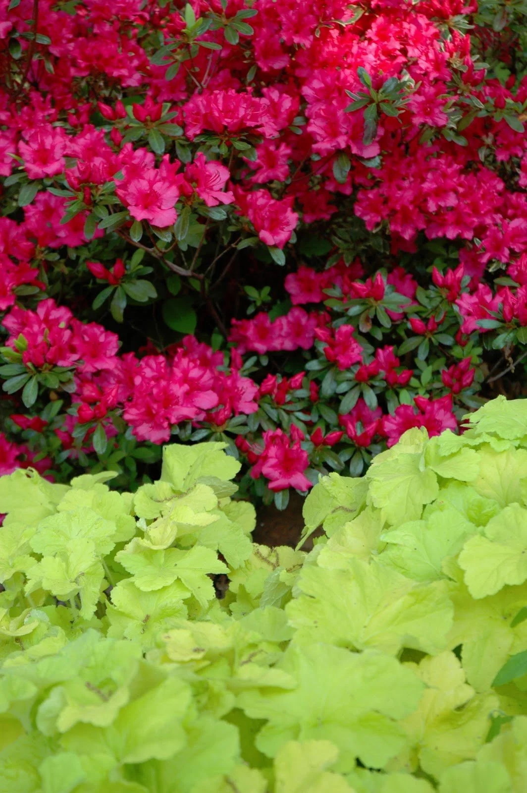 Tulsa Plant Recipe #23: Hot Pink Azalea &amp; Citronella Heuchera