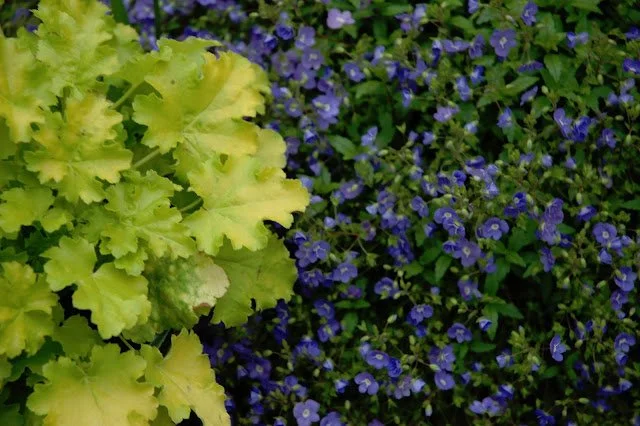 Tulsa Plant Recipe #20: Lime Rickey Heuchera &amp; Blue Speedwell