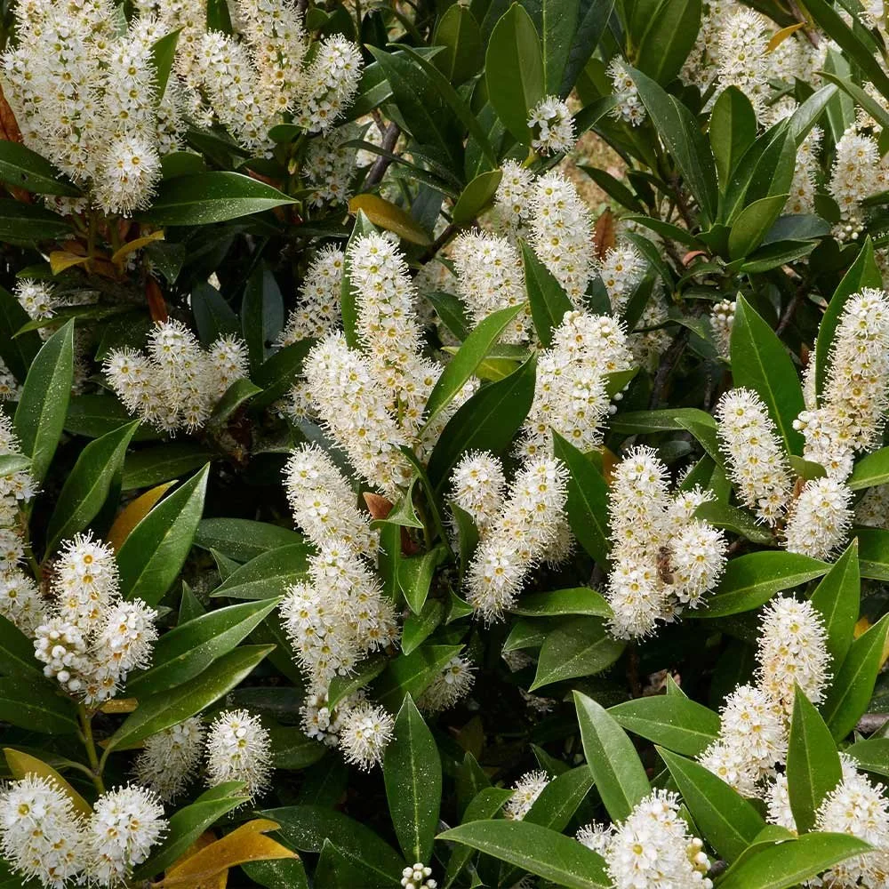 Tulsa Plant Care: English Laurel ‘Otto Luyken’