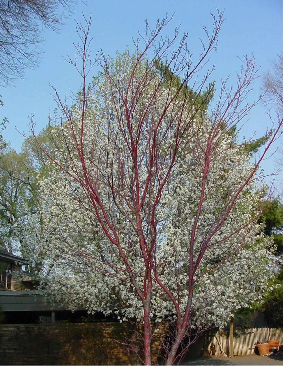 Tree planting in Tulsa with shade trees and landscaped front yard design