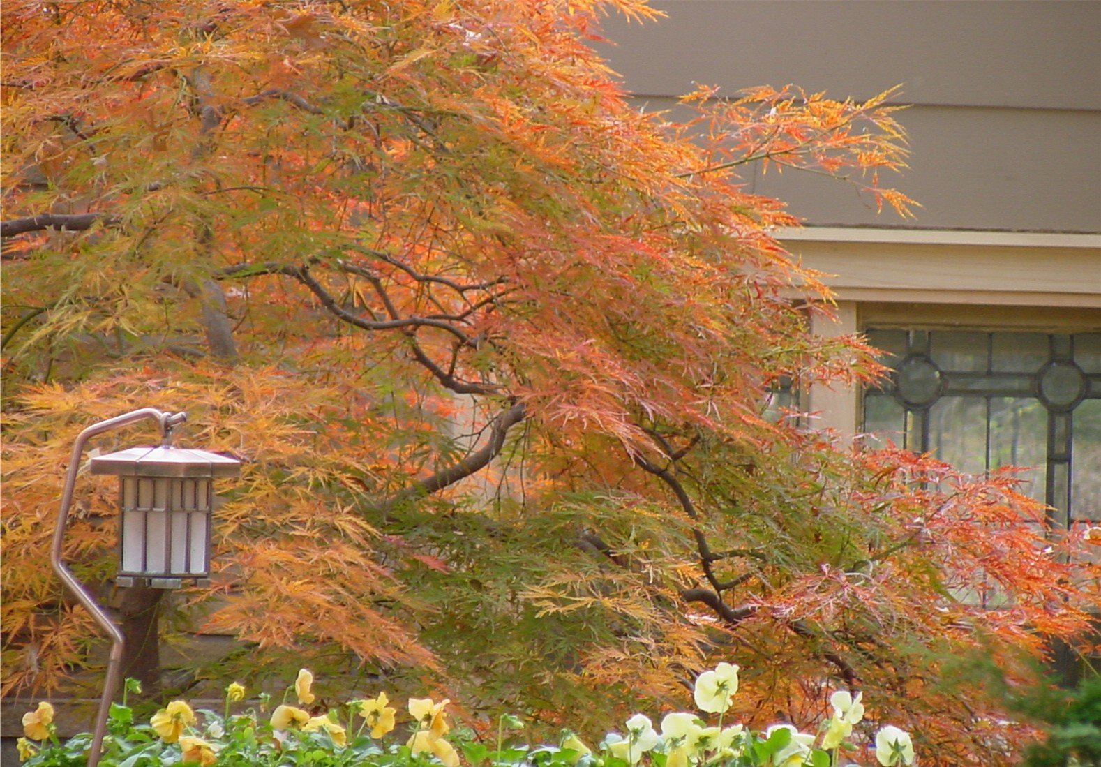 Front yard tree planting in Tulsa improving curb appeal and structure