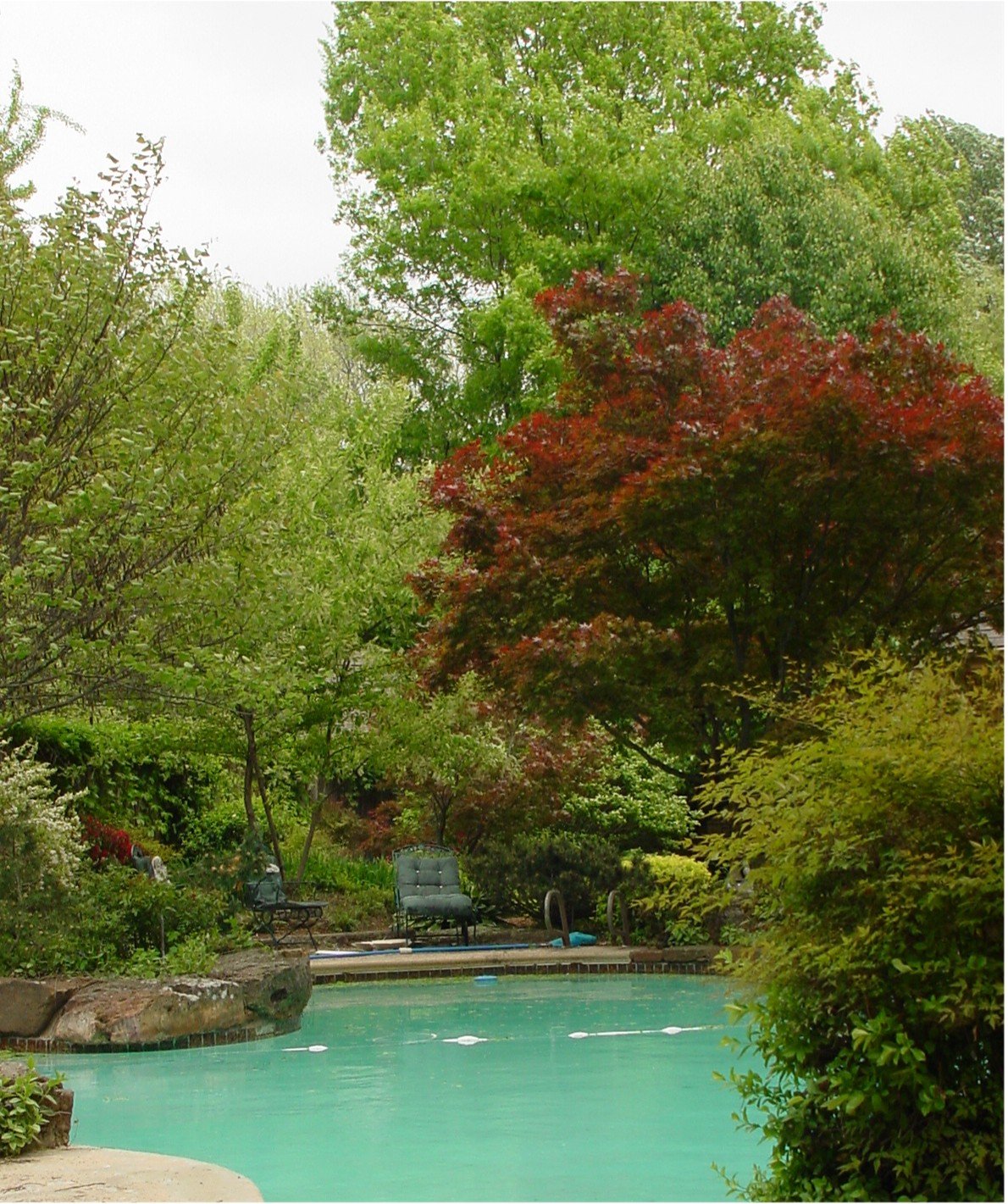Backyard tree planting in Tulsa creating shade and natural privacy