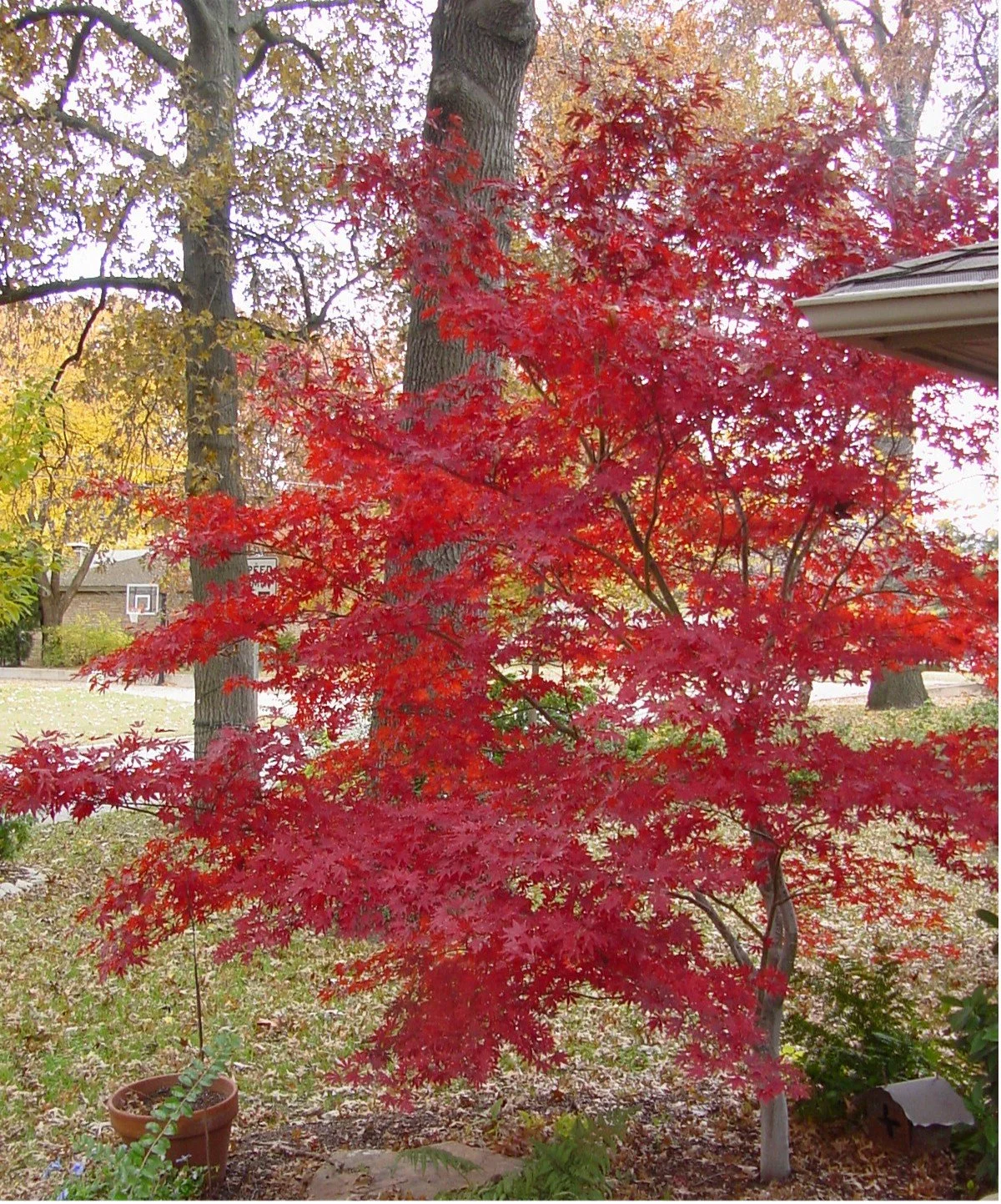Ornamental tree installation in Tulsa with flowering landscape and garden beds