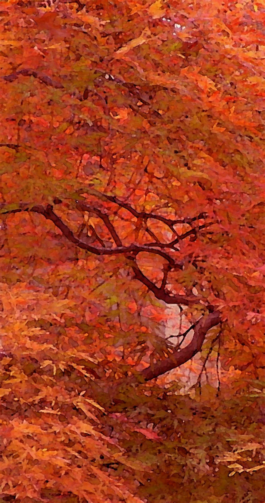 Close-up of orange, red, and yellow autumn leaves on a tree with bare branches.