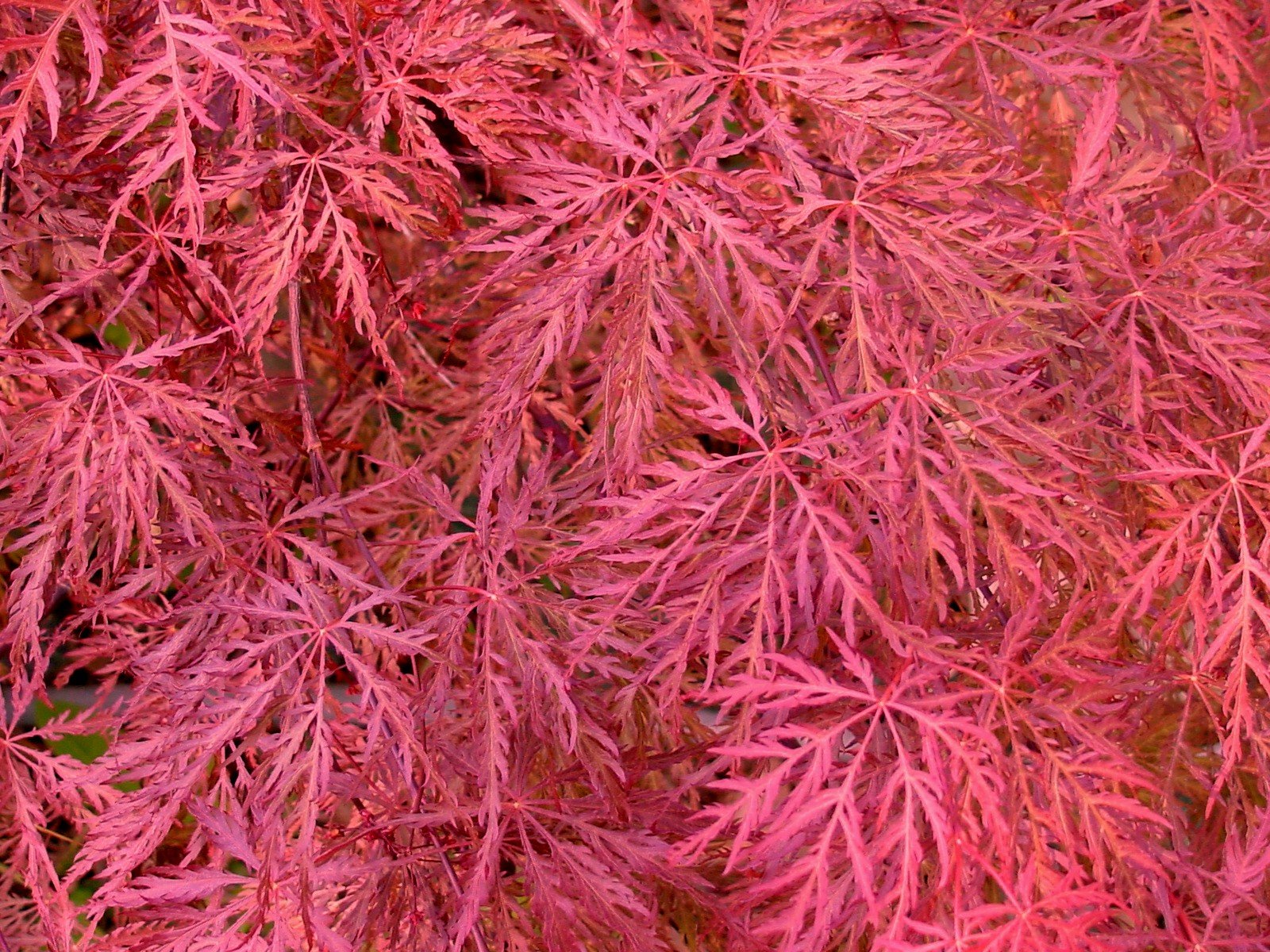 Close-up of vibrant pink Japanese maple leaves.