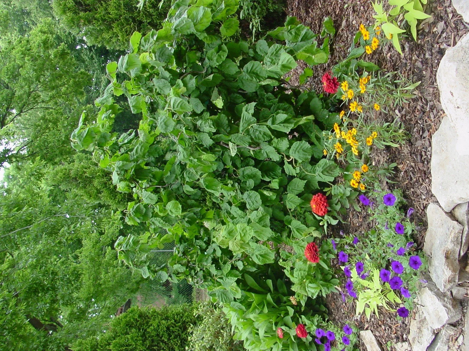 A lush garden with green trees and shrubs, colorful flowers including red, purple, and yellow, surrounded by mulch and a stone border.
