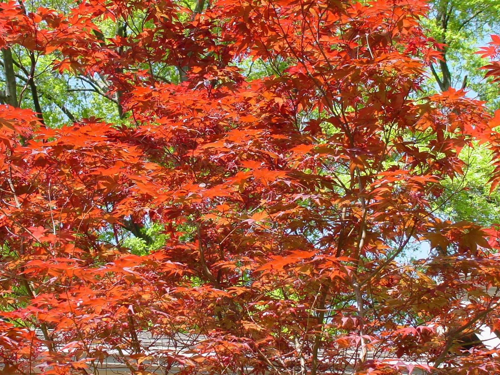 Tree with vibrant red and orange autumn leaves against a background of green leaves and blue sky.