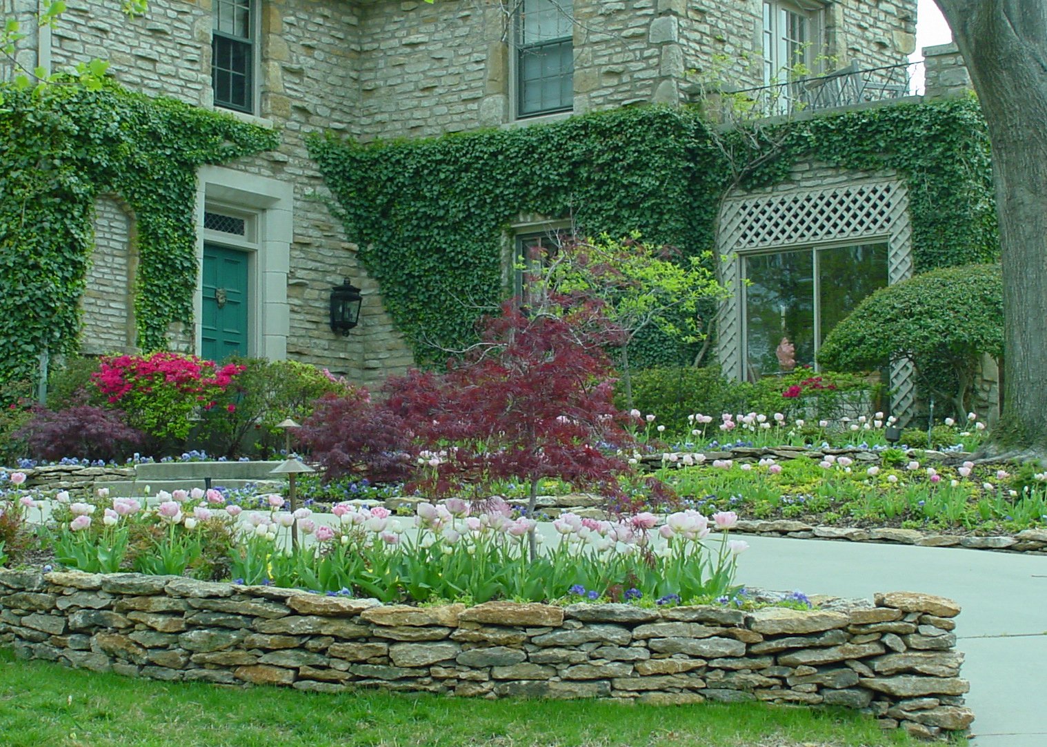 A stone house with green ivy and large windows, front yard with a variety of colorful flowers, small trees, and shrubs, bordered by a low stone wall, with a concrete walkway and a large tree trunk on the right.
