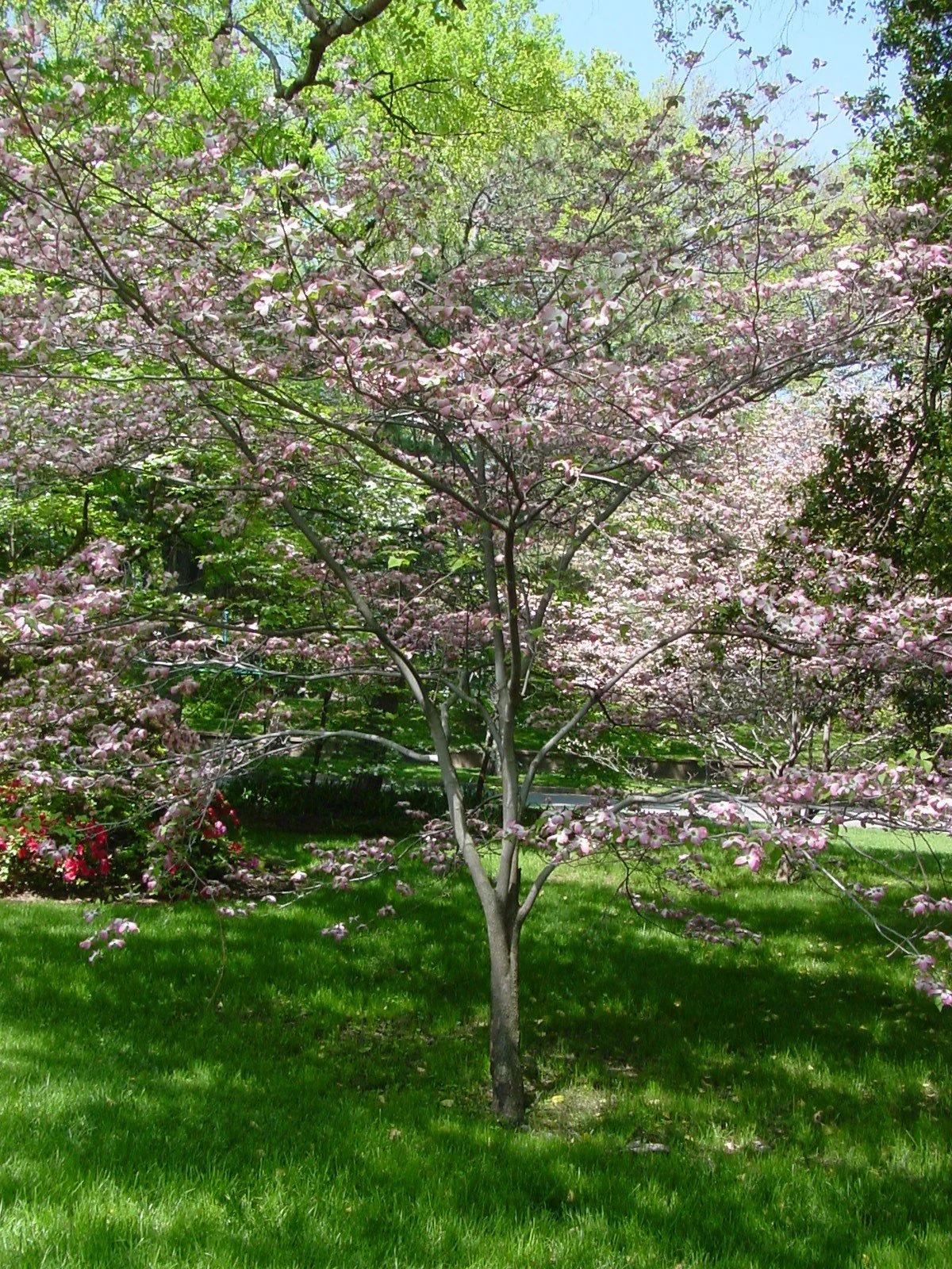 Custom landscape design in Tulsa featuring trees and layered planting