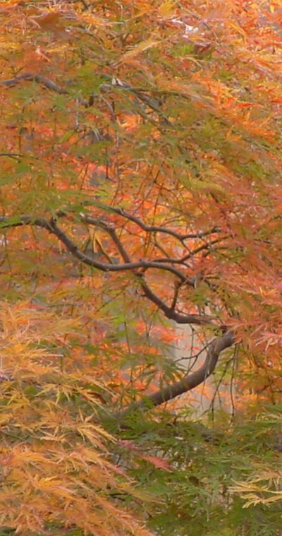 Close-up of autumn orange and green maple leaves and tree branches.