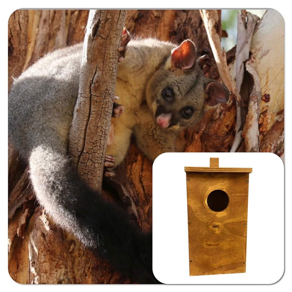 Natural plywood possum box designed for brushtail and ringtail possums mounted in trees