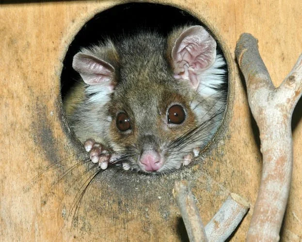 Wooden possum nesting box wildlife shelter for Australian backyard habitat support
