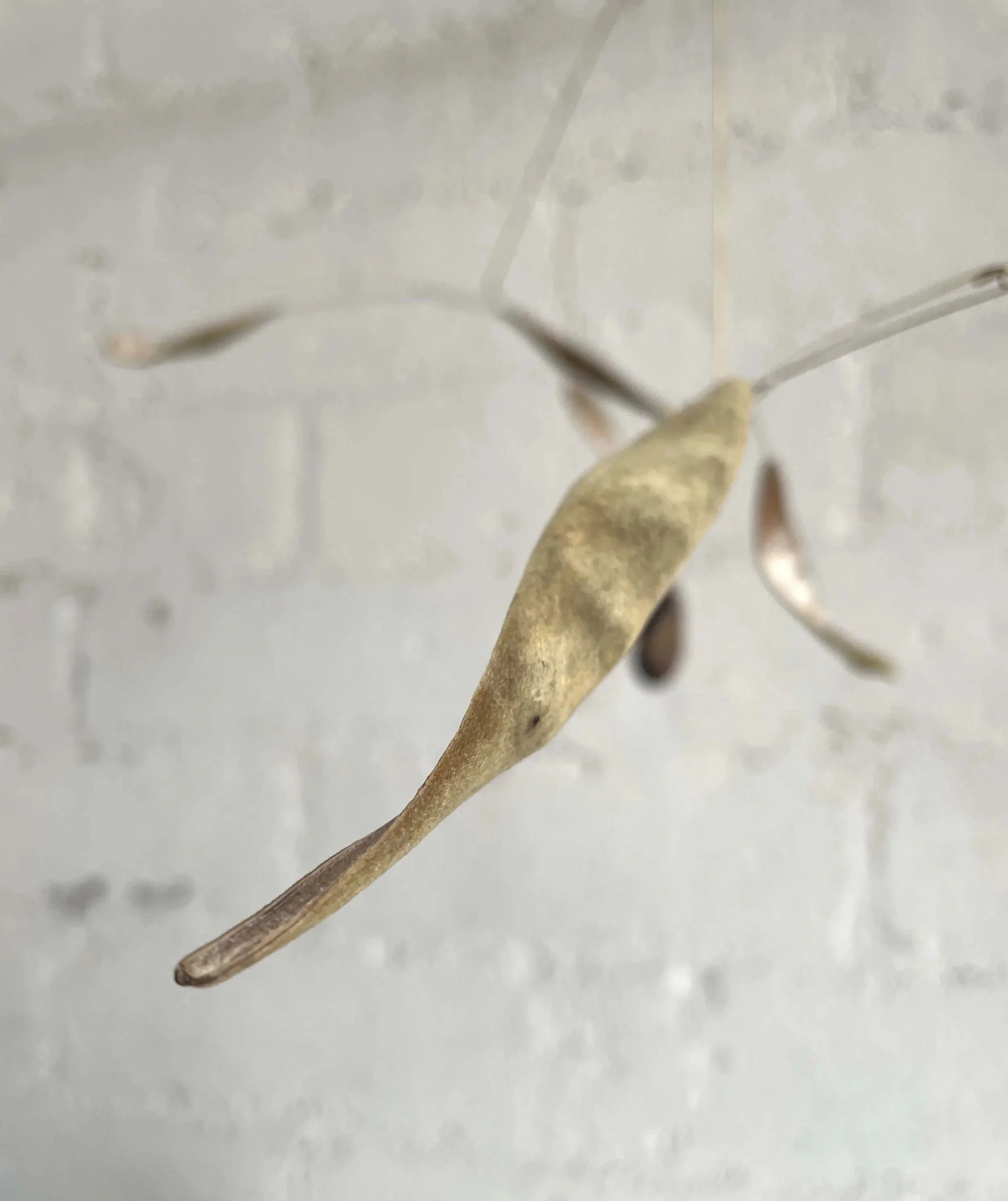 Une gousse de glycine suspendue
