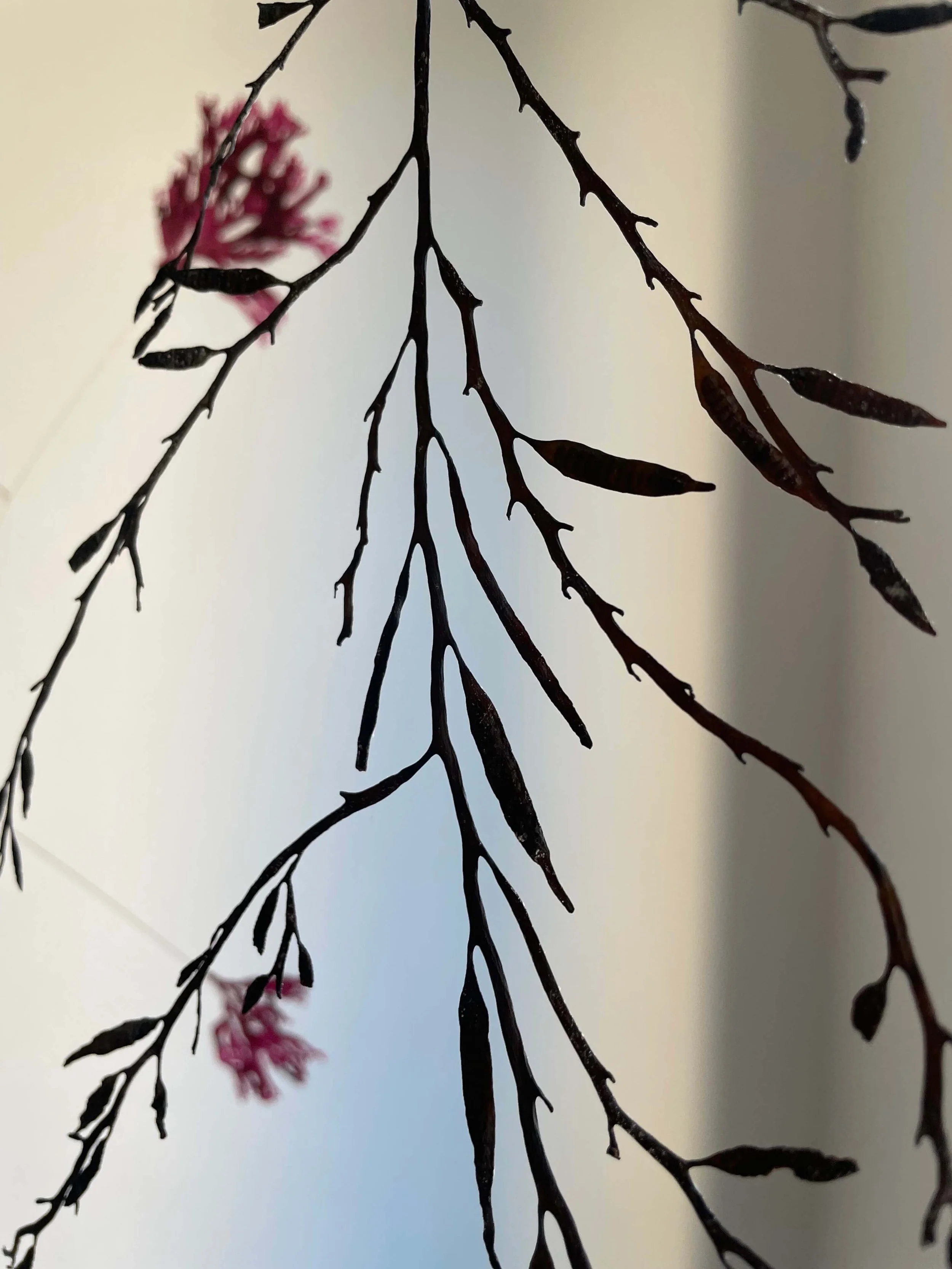 Branches noires avec quelques petites feuilles roses pâles, sur fond blanc