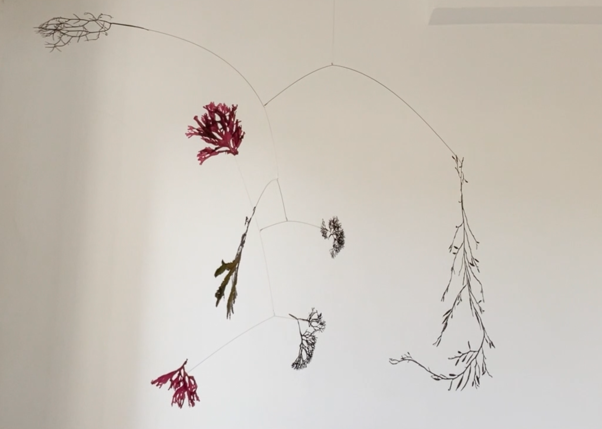 Différents types de branches et de feuilles séchées, certaines en couleur rouge ou brun, suspendues ou disposées sur un fond blanc.