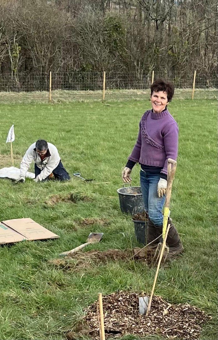 Planting up the shelter belt