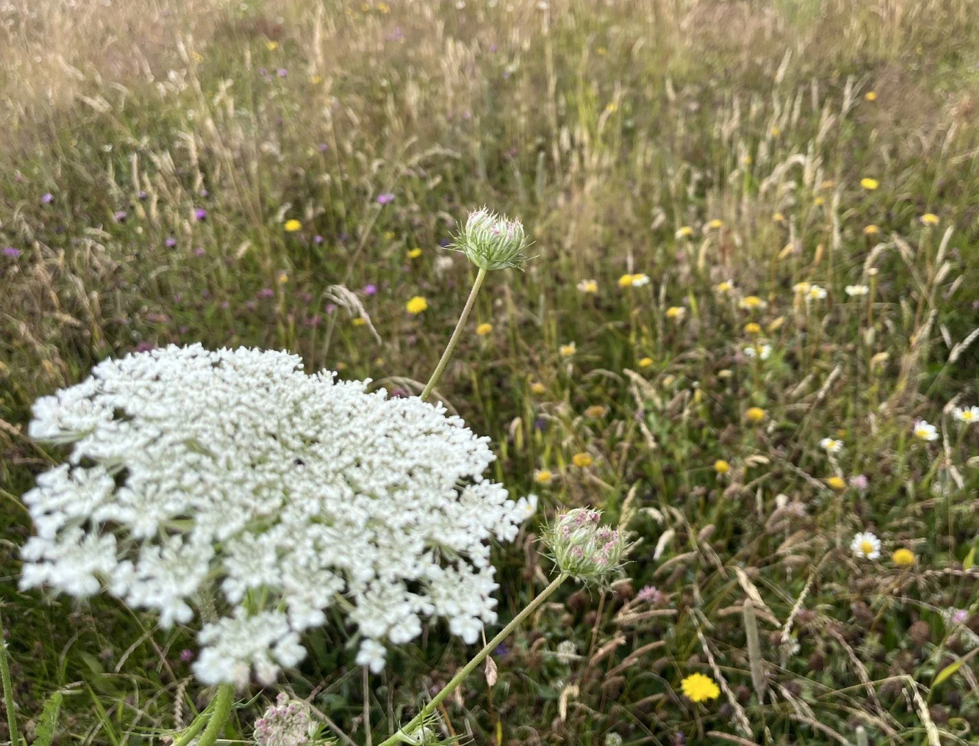 Wild carrot