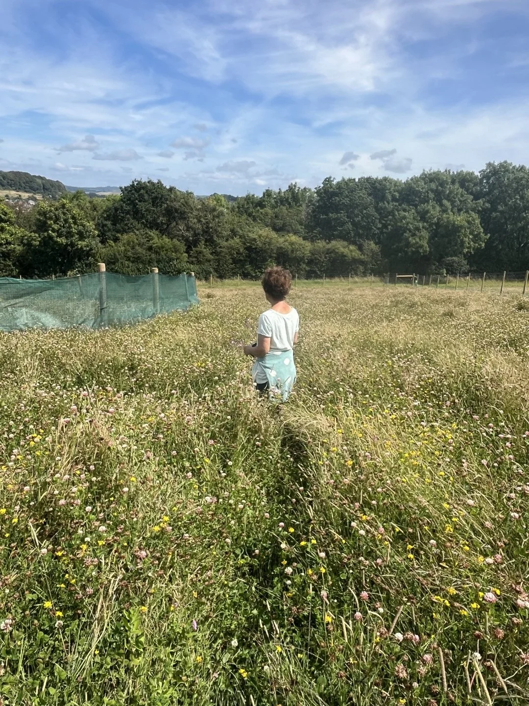 Clover & birdsfoot trefoil, multi crop orchard