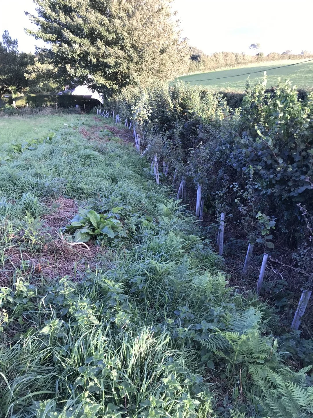 New hedging, September 2024