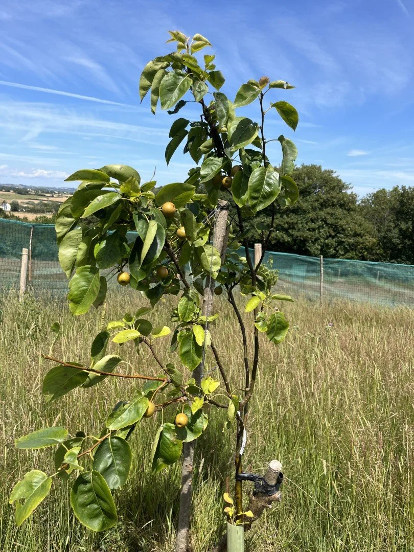 Asian pear 'kumoi'