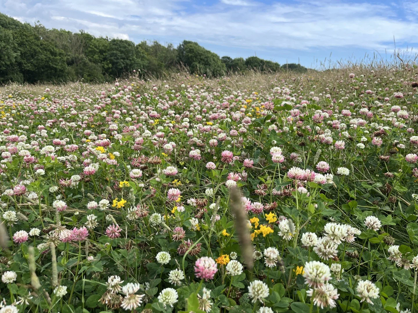Glorious alsike & white clovers