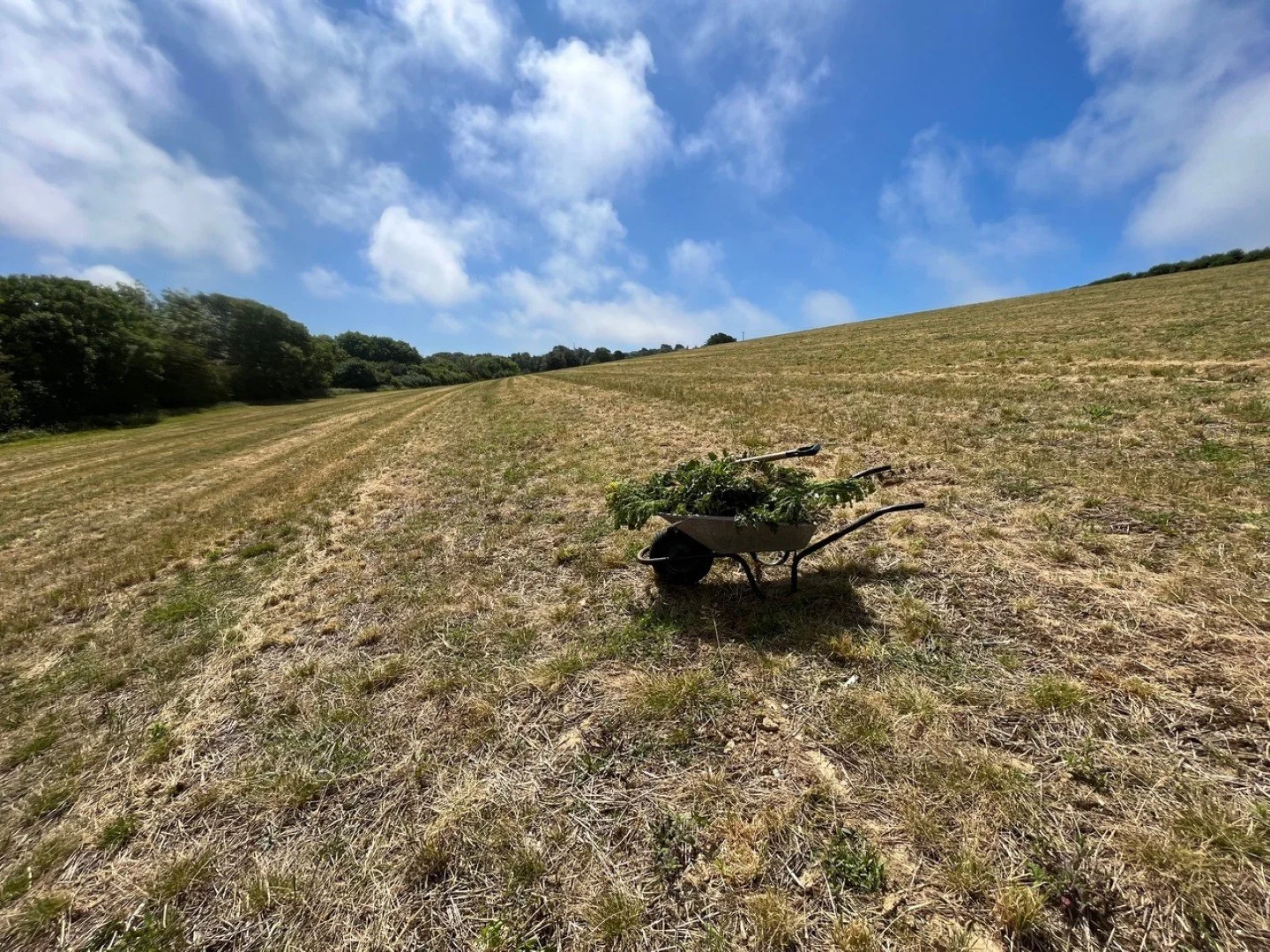 Lower meadow ragworting, July 2023