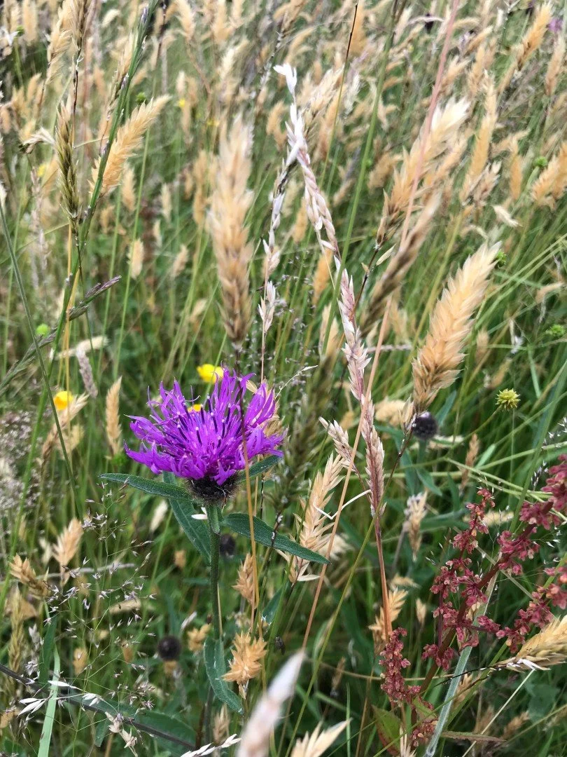 Greater knapweed
