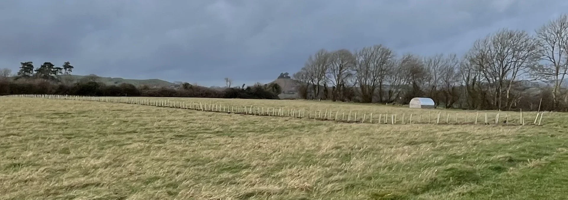 West hedge, December 2024