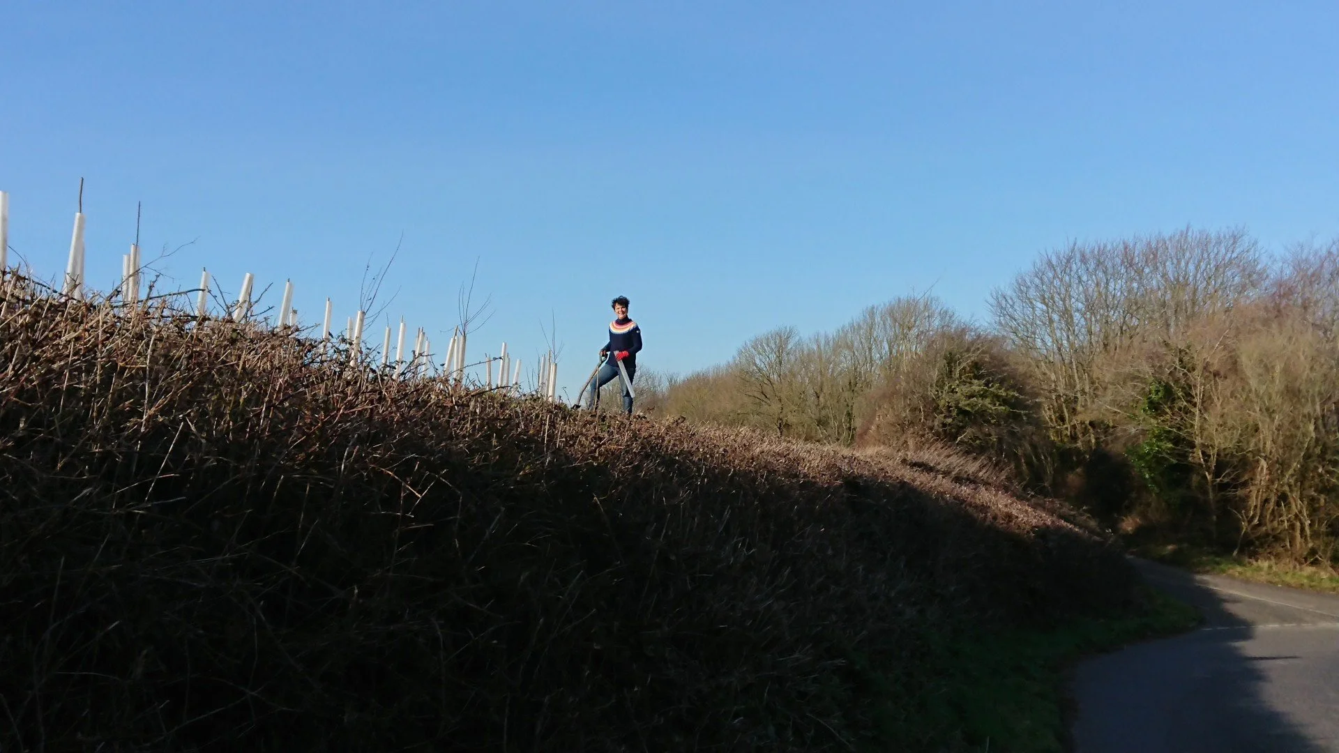 Lucy planting the first new hedge