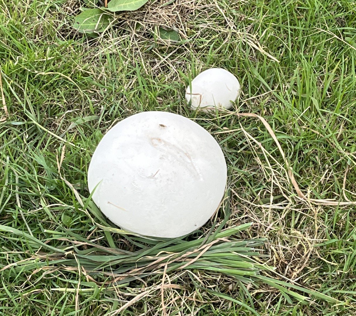 Giant puffballs